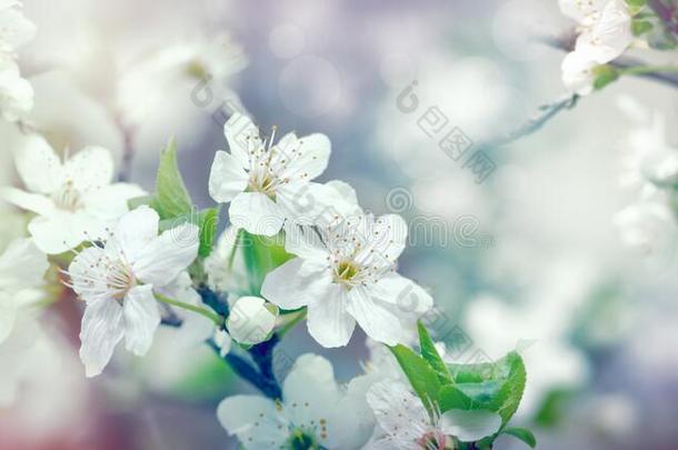 美丽的开花，盛开的果树-春天让<strong>我快乐</strong>，<strong>我</strong>在感情中享受