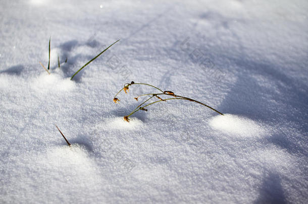 在一片荒芜的雪地上冻死的草。 光影纹理，雪粒，颠簸的表面冰壳。