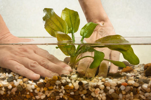 水族箱中水生植物棘皮的手