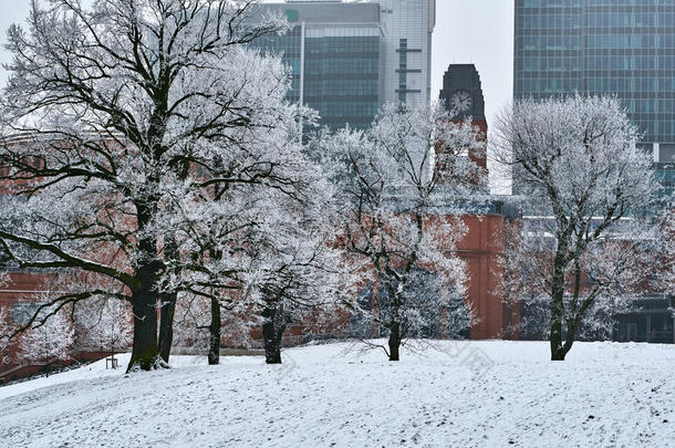 冬天在城市公园里结霜的树