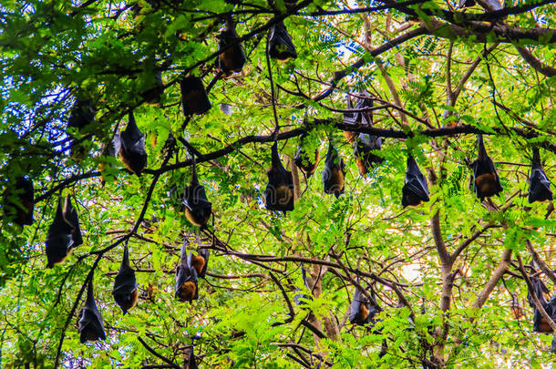 令人大为惊奇的动物亚洲蝙蝠美丽的