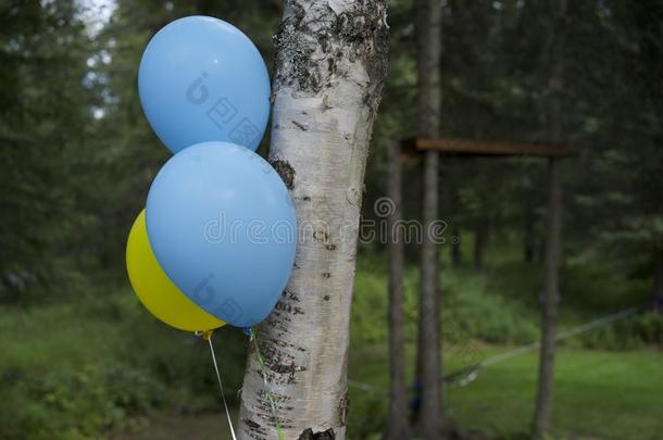 气球绑在树上