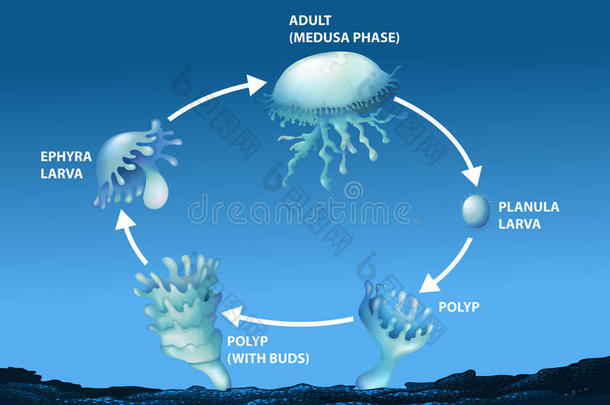 显示水母生命周期的图表