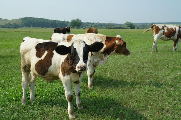 夏天牧场上的小牛