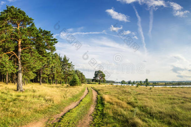 傍晚的夏季景观与郁郁葱葱的松树在河岸和土路，俄罗斯，乌拉尔