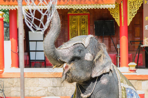 泰国动物园的大象舞蹈表演