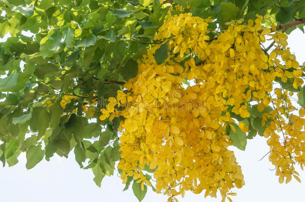 金色淋浴花树，决明子瘘管在夏天