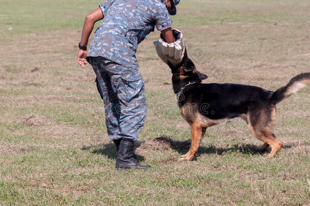 动物攻击坏的犬科动物警察