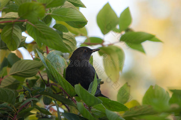 绿色树枝上的黑鸟