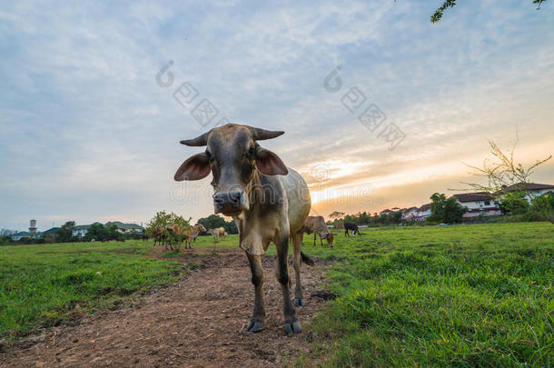 日落时牧场里的奶牛