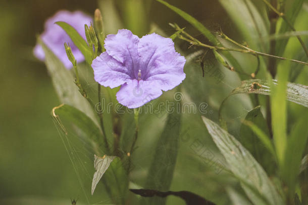 早上美丽的野生牵牛花