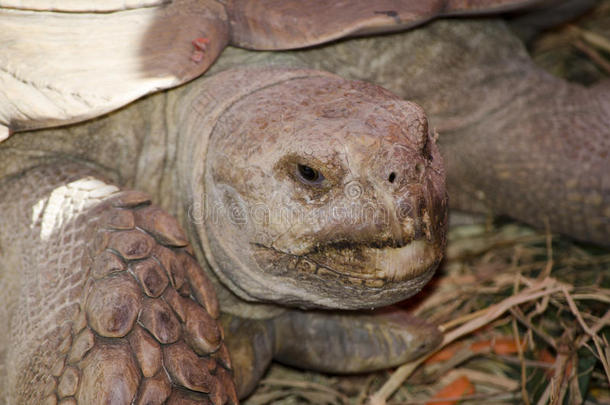 乌龟壳舒卡塔动物爬行动物
