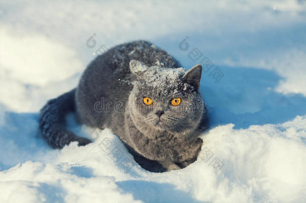 坐在雪地上的猫