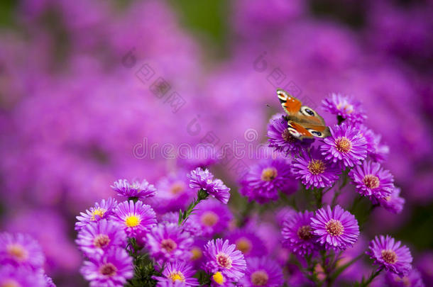 <strong>紫色花</strong>朵上的蝴蝶