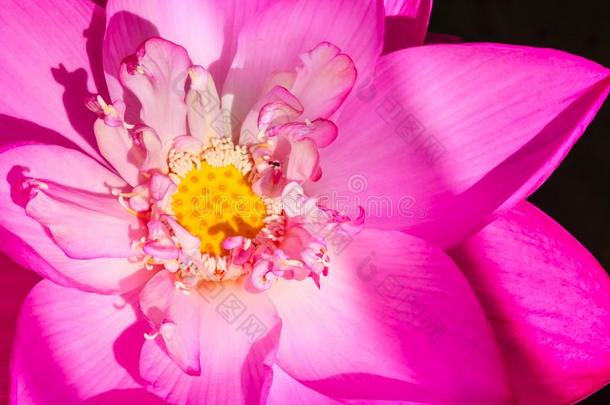 美丽的粉红色莲花和黄色的莲花花粉。 关闭粉红色莲花背景的大花粉。