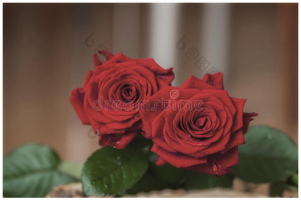 美丽的红玫瑰。 复古风格。 有地方为您的文本，背景使用，所有场合