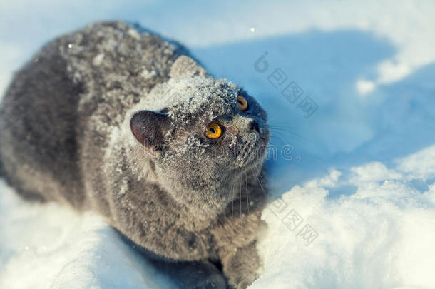 坐在雪地上的猫