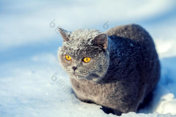 坐在雪地上的猫