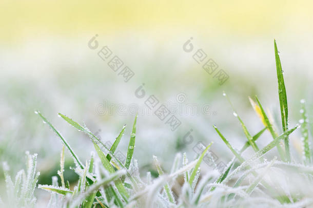 霜在草地上融化