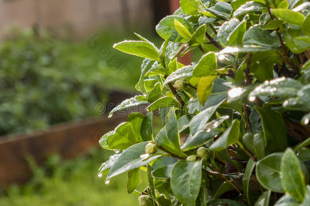 雨滴中的茶花树