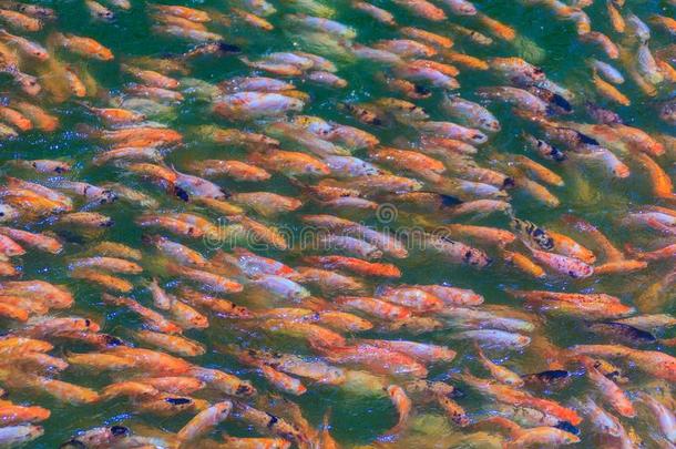 五颜六色的红色/橙色学校在淡水池塘里栖息着红色罗非鱼。