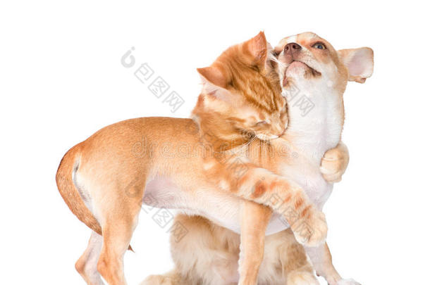 猫拥抱和咬小狗。 在白色背景上隔离