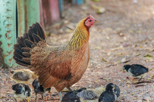 小鸡孵小鸡母鸡和小鸡在农场小鸡。