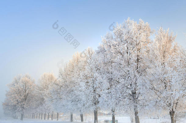 树木上美丽的霜冻和<strong>雾凇</strong>