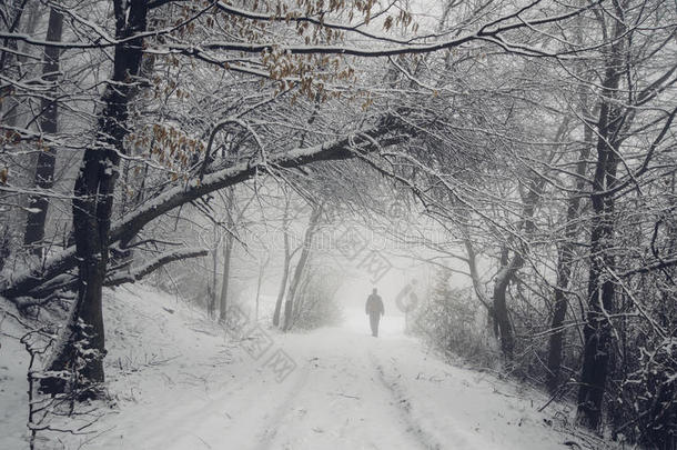 黑色暴风雪蓝色分支明亮的