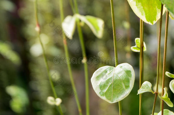 可爱的绿叶，自然的心形。 绿色植物颜色植物背景