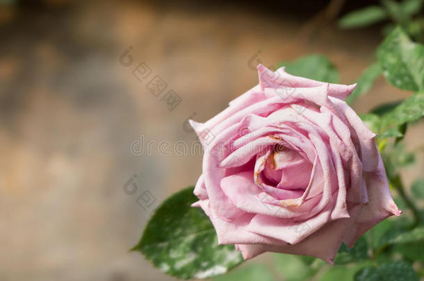 美丽的粉红色玫瑰花。 自然颜色背景。 情人节`