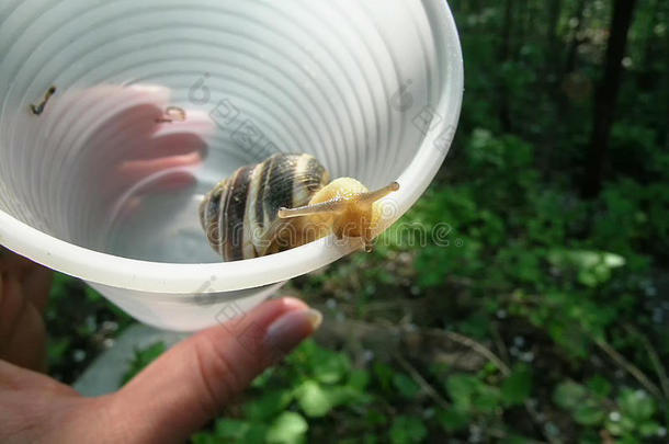 动物天线行为生物学奇怪的