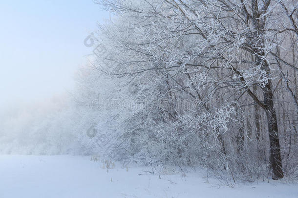 树木上美丽的霜冻和雾凇