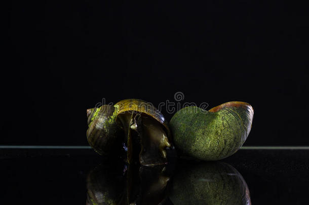 金苹果蜗牛。在黑色的背景上，米f中的敌人