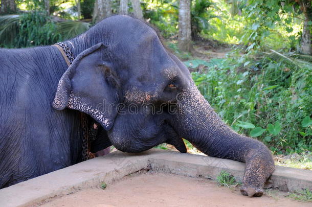 来自锡兰岛的大象。