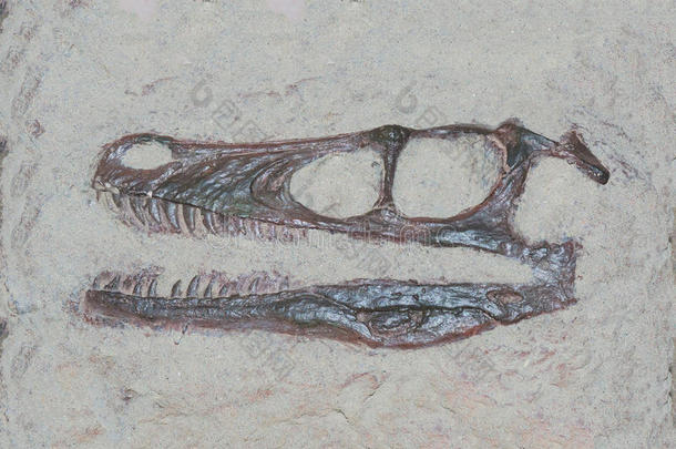 一种速度猛禽恐龙的化石头部