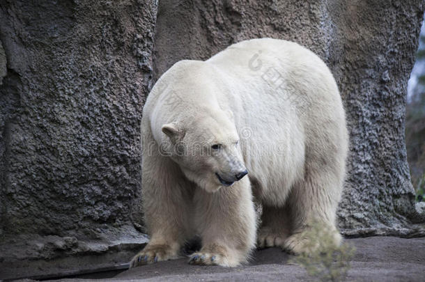 阿拉斯加，北极熊。 <strong>大白熊</strong>在春天的森林里。 北极熊在阿拉斯加，岩石，草，寒冷的春天。