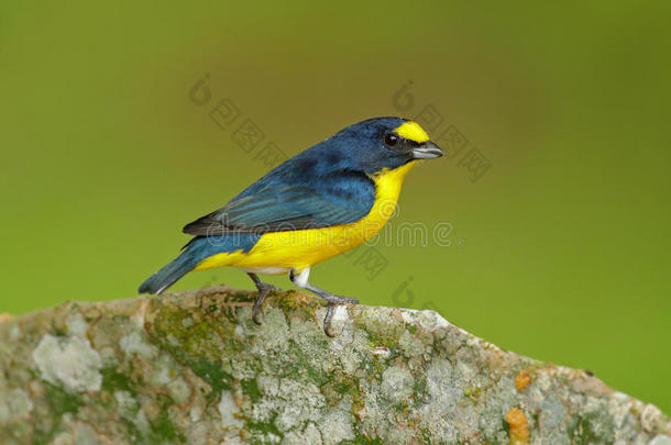 <strong>来自</strong>哥斯达黎加森林的鸟。 黄喉的胡杨，胡杨，<strong>来自</strong>哥斯达黎加的蓝色和黄色外来鸟类。 比尔