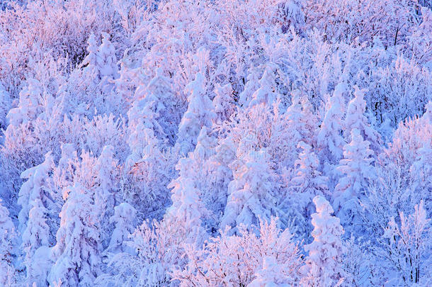 蓝色的冬季景观，桦树<strong>森林</strong>有雪，冰和雾凇。 日出前粉红色的晨光。 冬天的黄昏，寒冷的自然