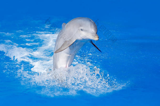 宽吻海豚，，在蓝色的水中。 来自海洋自然的野生动物行动场景。 海豚在海里跳跃。 芬恩