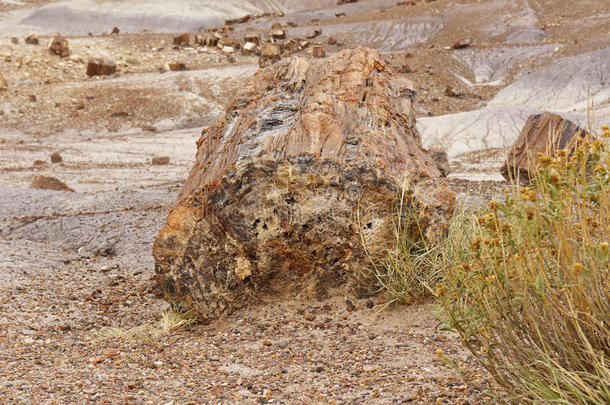 亚利桑那州<strong>石化</strong>树干`<strong>石化</strong>森林国家公园