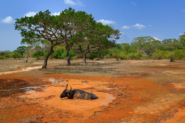 亚洲水牛，BubalusBubalis，在橙色池塘里。 野生动物的场景，夏日的蓝天。 大自然中的大动物