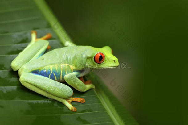森林里美丽的青蛙，来自中美洲的异国动物。 红眼树蛙，大红眼动物，