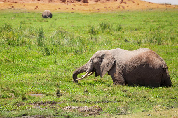 大象站在芬里吃着茂盛的草