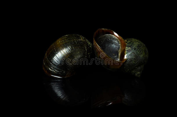 金苹果蜗牛。在黑色的背景上，米f中的敌人