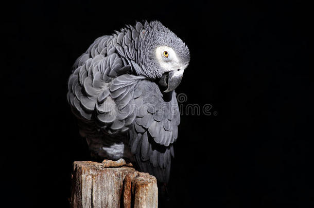 非洲灰色鹦鹉，普西塔克斯埃利塔克斯，坐在树枝上，加蓬，非洲。 来自大自然的野生动物场景。 绿色TR里的鹦鹉
