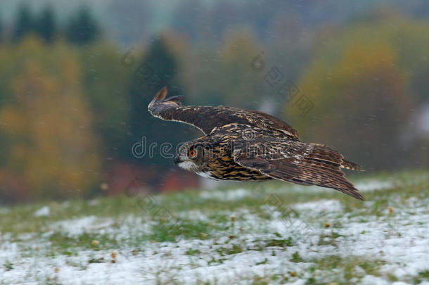 欧亚鹰猫头鹰在冬天捕猎，周围是雪花。 欧亚鹰猫头鹰在秋天带着雪飞猎。 w
