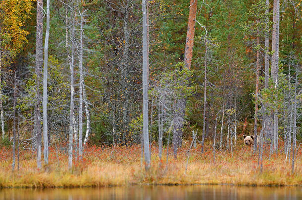 熊藏在森林里。 秋天的森林和熊。 美丽的棕色熊在湖边散步，带着秋天的颜色。 危险的动物进来了