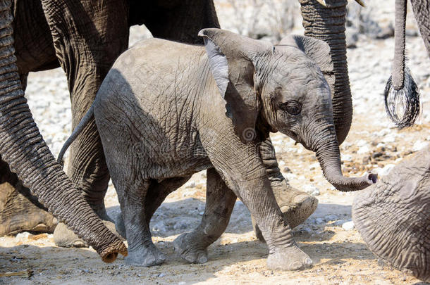 可爱可爱的大象宝宝