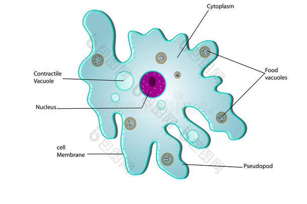 变形虫的解剖